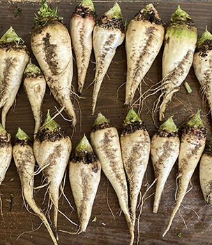 Sugarbeets