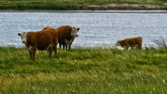 Herefords at Stroh Hereford Ranch