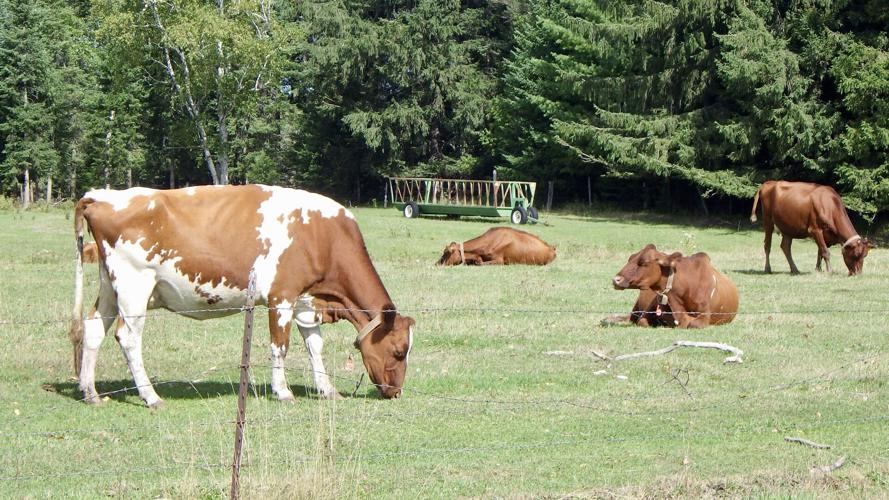 Dairy cows