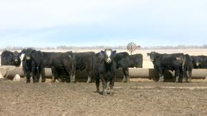 Feeder cattle prices hit temporary plateau