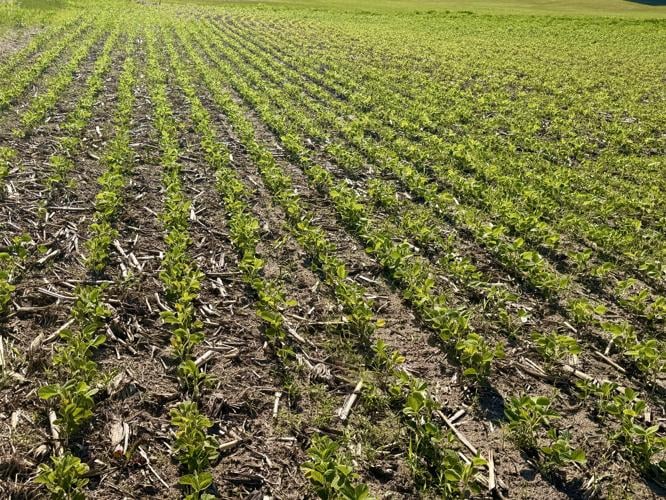 Soybean field