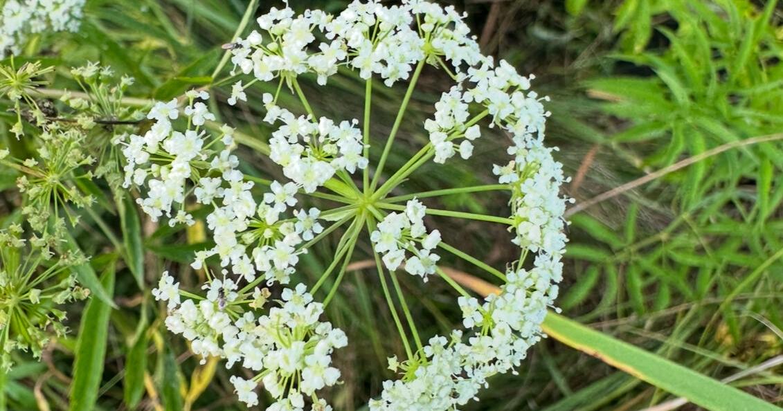 Spotted water hemlock