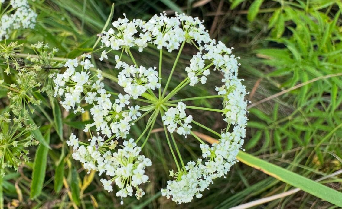Spotted water hemlock