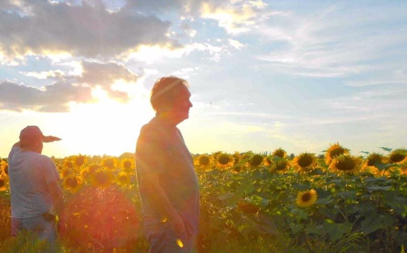 Dale Johnson checks field of sunflowers