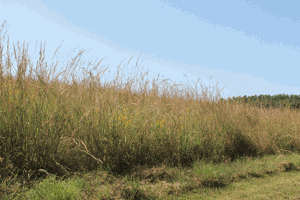 Rock-Springs-2.gif