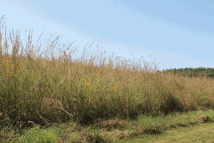 Rock-Springs-2.gif