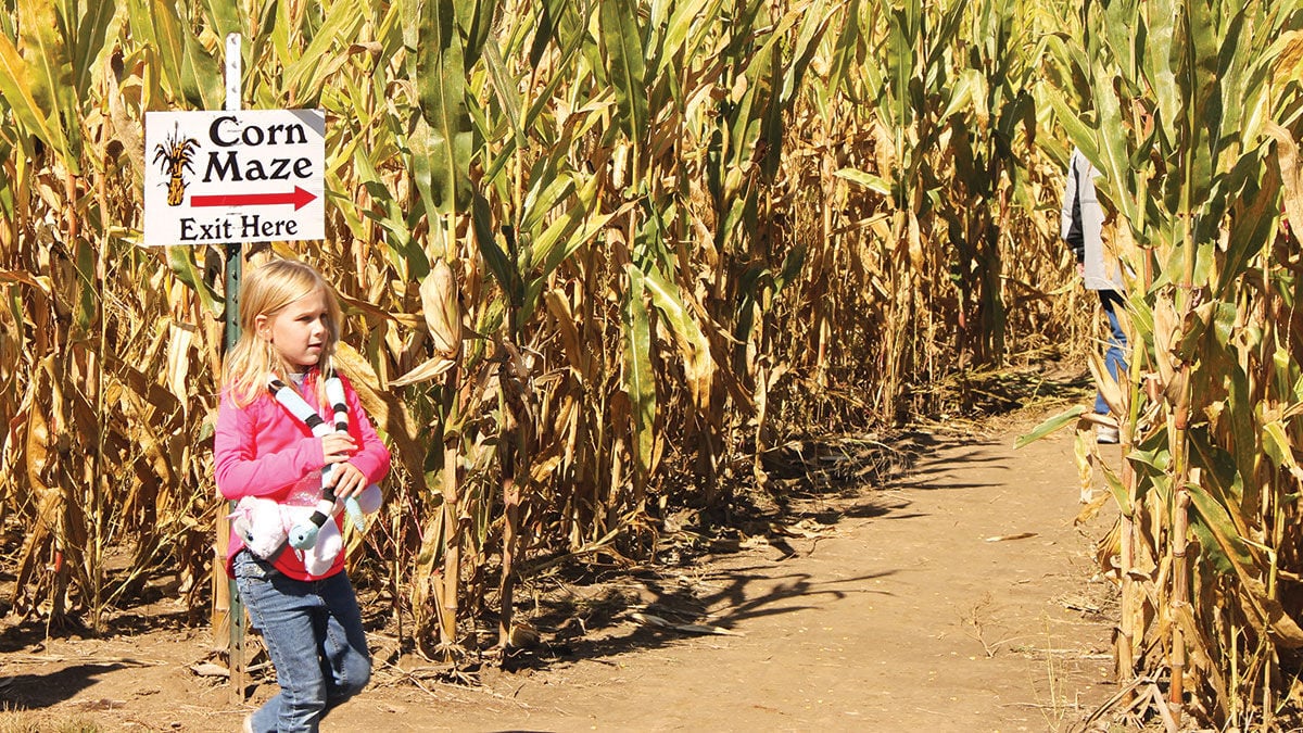 Little girl at corn maze