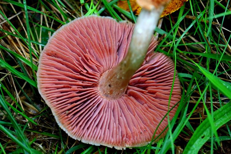 Mushroom