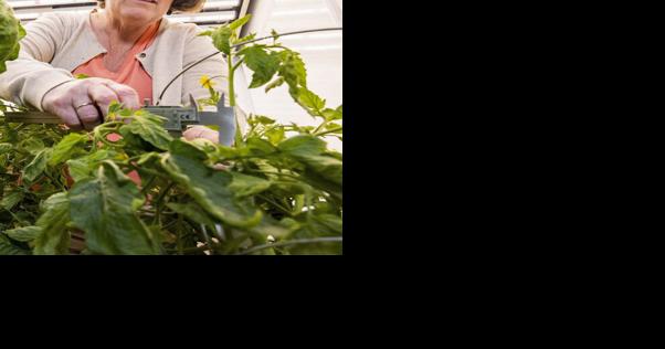 Bean-genome study addresses climate change | Crops | agupdate.com - AgUpdate