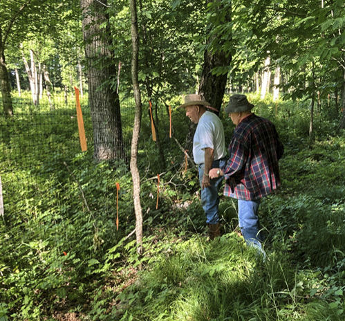John and Jim Hanson and seedlings with fence