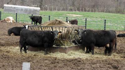 Feedlot with hay feeder