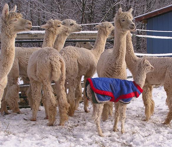 Baby alpaca