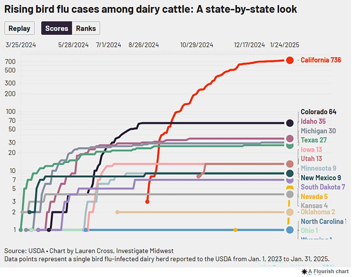 Dairy bird-flu cases