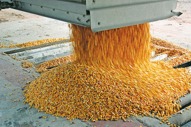 Corn yield grain photo
