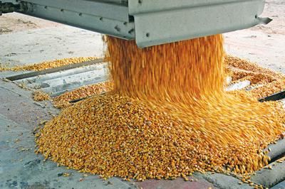 Corn yield grain photo