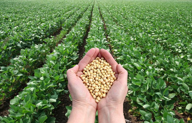 Soybeans in hand