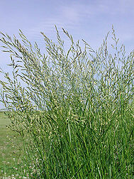 Meadow Fescue