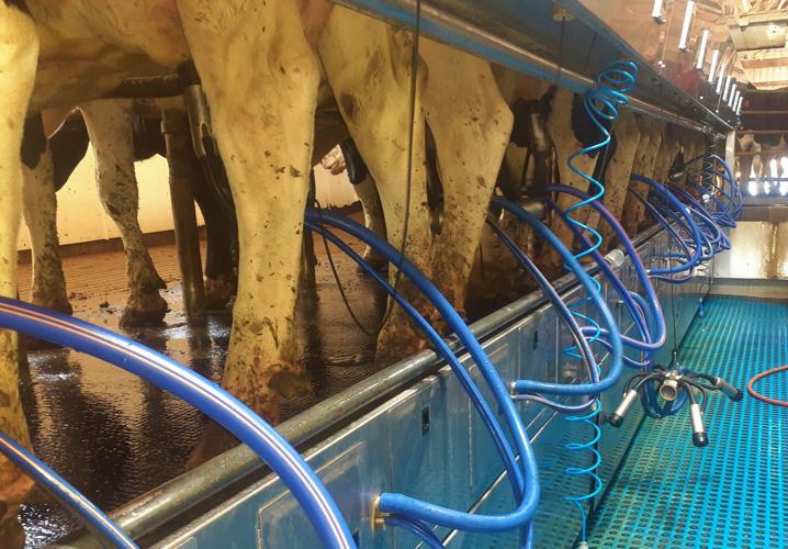 Double-12 parallel milking parlor at Rademacher-Meier Dairy