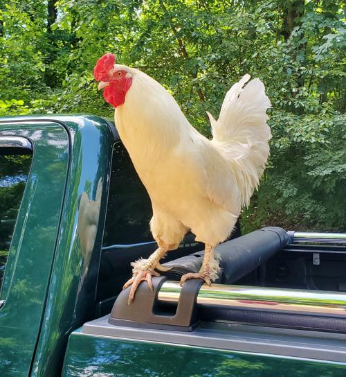 Farm Critter Corner