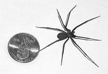 Brown Recluse Spiders  Nebraska Extension in Lancaster County