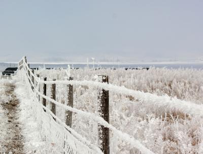 Frosted fence
