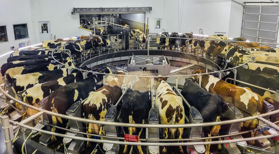 Rotary milking system