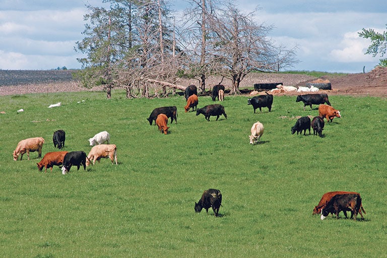 Pasture