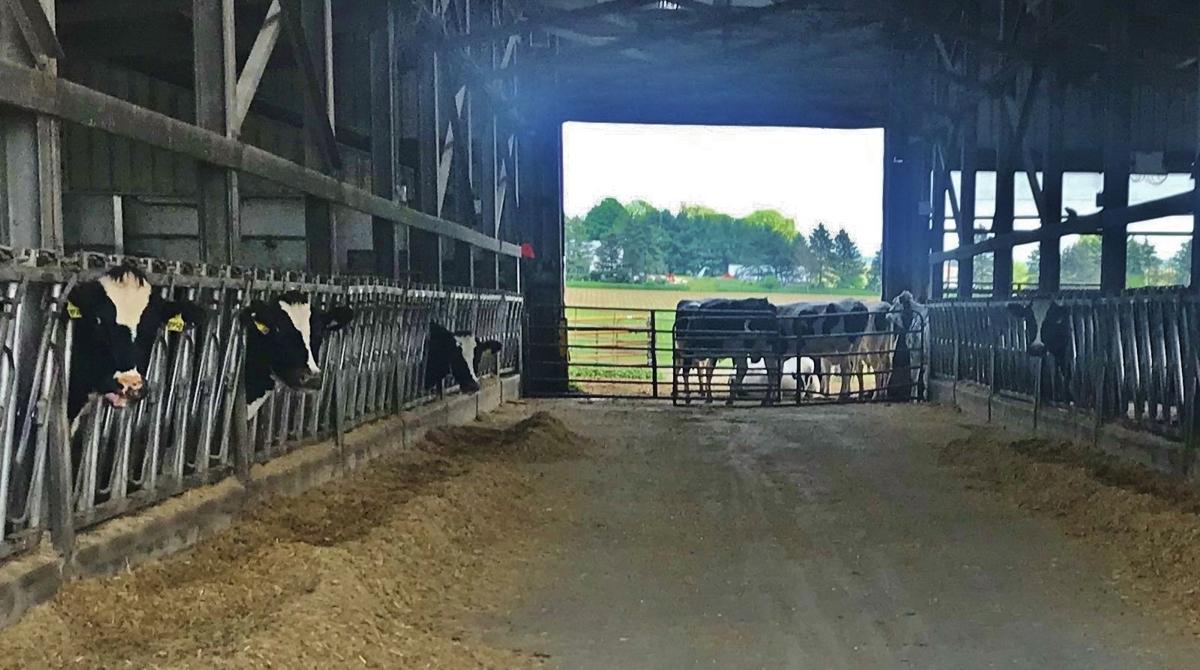 Let Cows Choose Agupdate Com