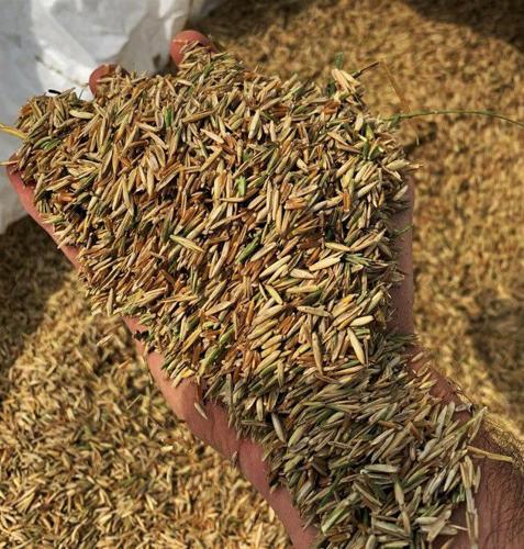 Kernza grain