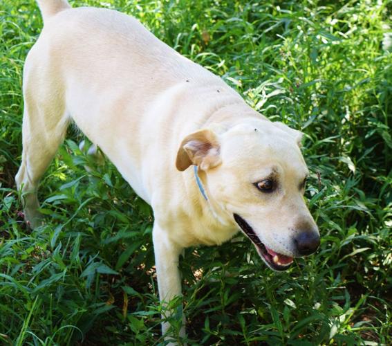 Tiller the Yellow Lab