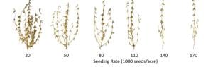 Choose between replanting, repairing