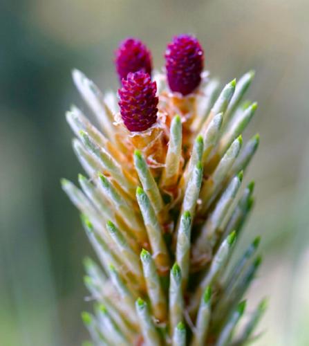 Cones