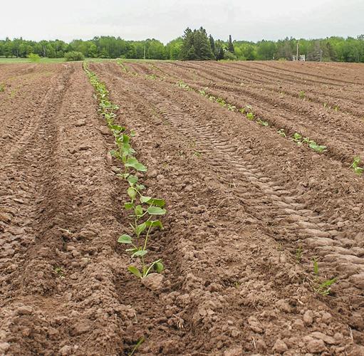 New crop in field