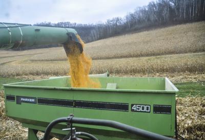 Corn pours into wagon