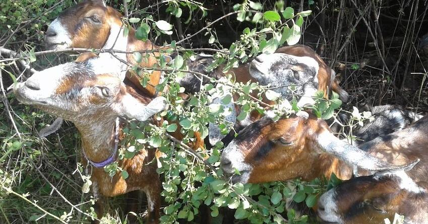 Goats can play role in woodland restoration