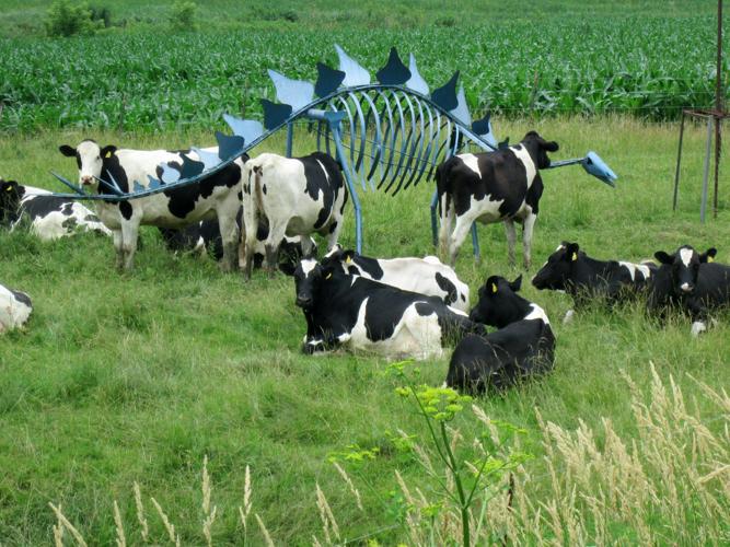 Stegosaurus ignore hungry Holsteins