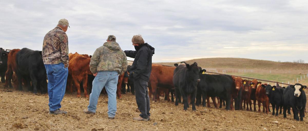 ringwall leaves beef research legacy news