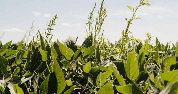 Waterhemp