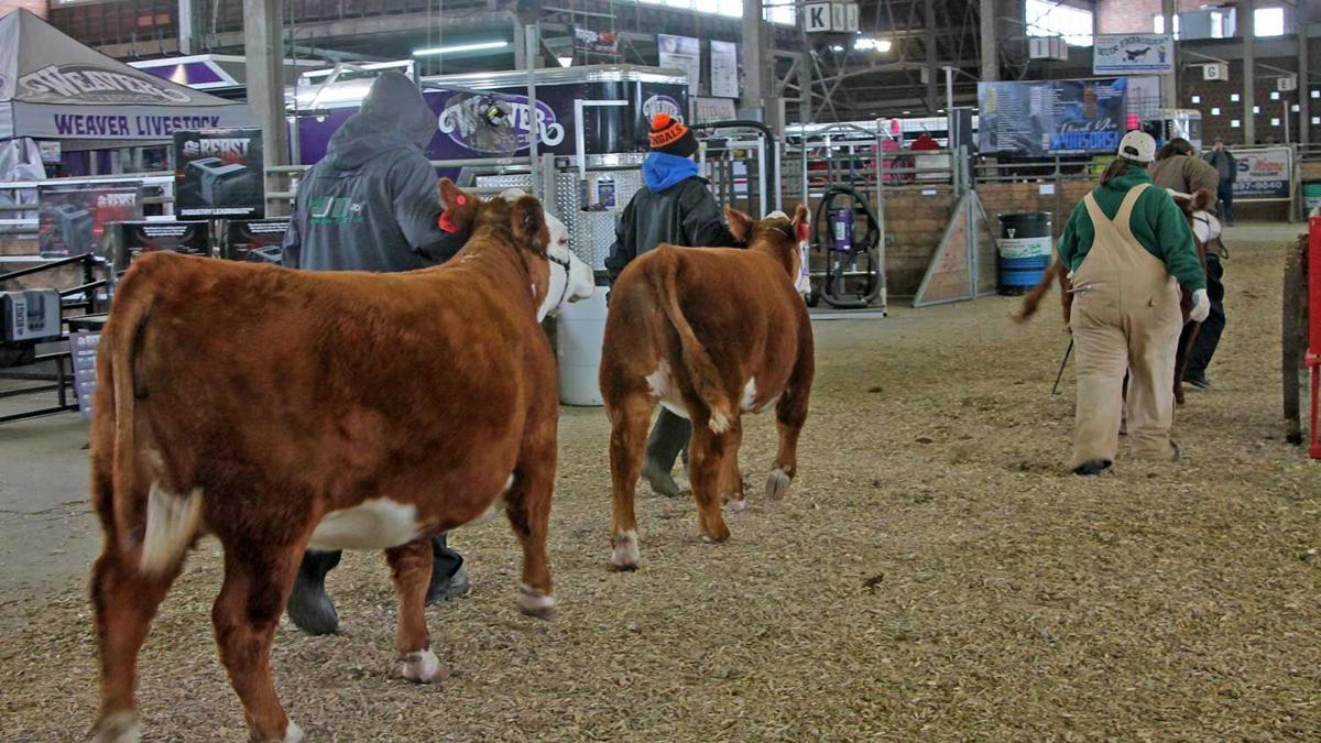 Sales help bring producers to Iowa Beef Expo