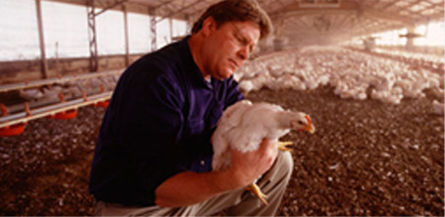 Farmer holds chicken