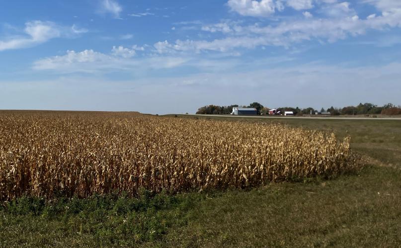 Corn west of Wing