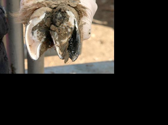 Severe case of foot rot