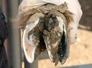 Treat, prevent foot rot