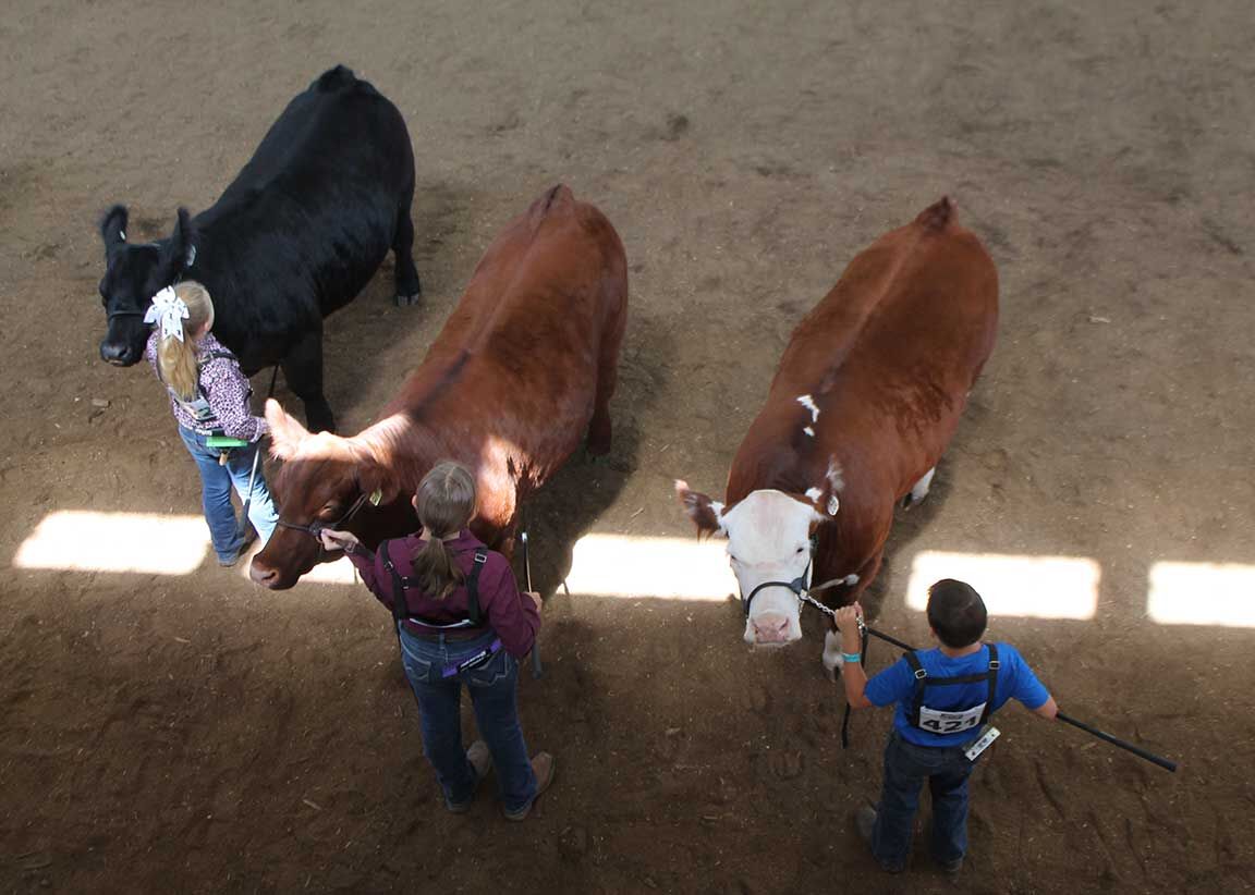 Missouri State Fair 2024 show ring