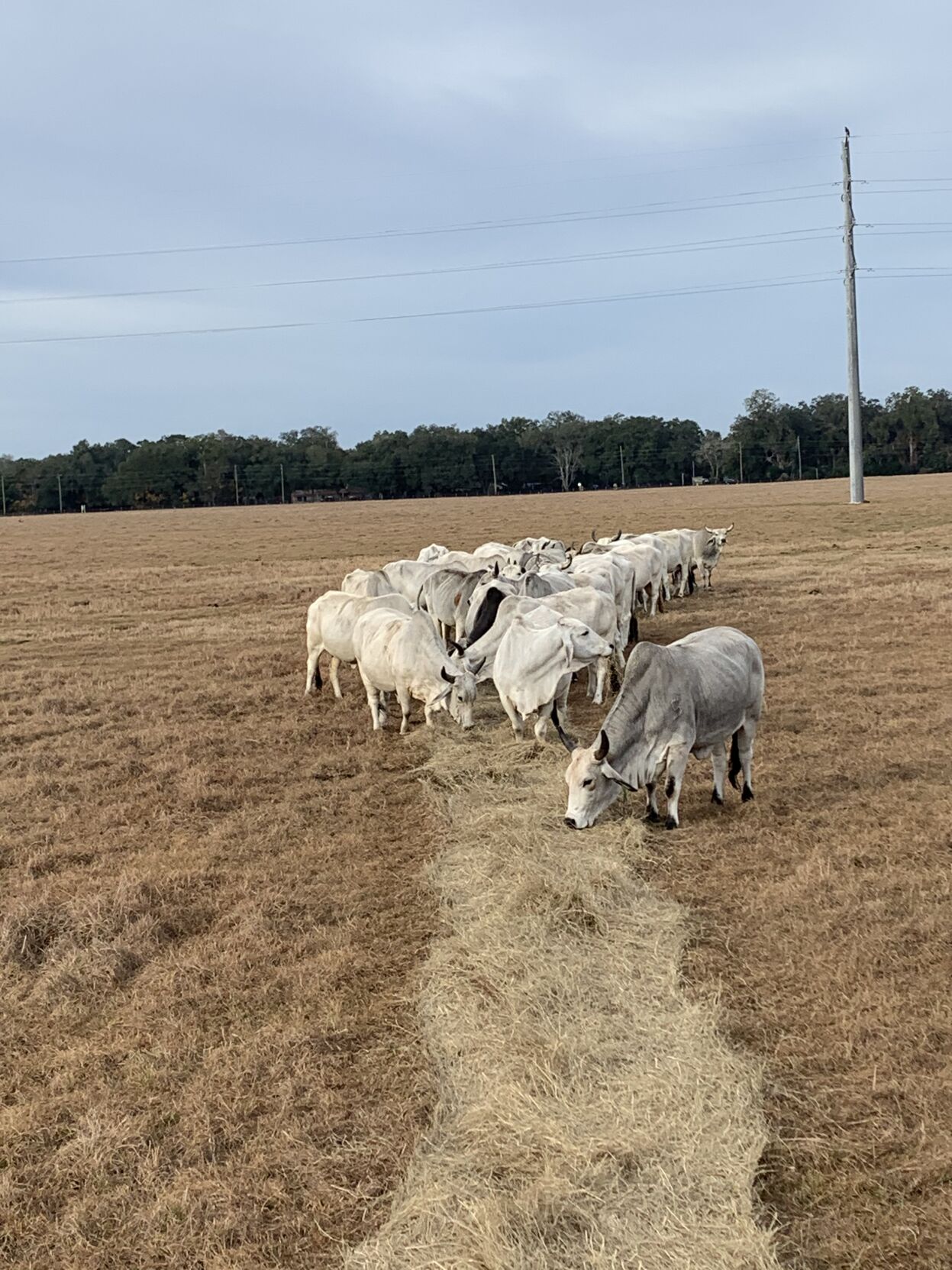 Winter feeding cows at Reba Mazak’s home in Sumter County, Fla.