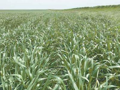 New Winter Wheat Lines Work As Forage Or Grain Crop Crop