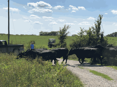 cattle crossing a road