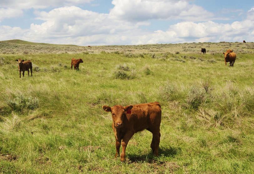 Calf on grasslands
