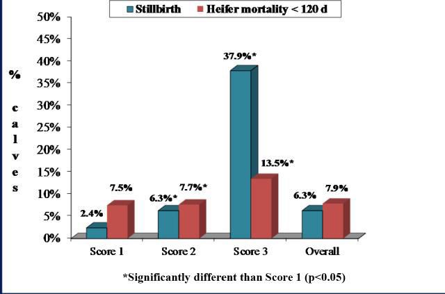 Effects on Heifer Calves -- Deaths