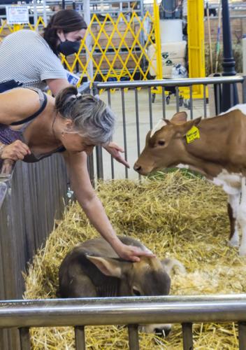 Fairgoers visiting calves